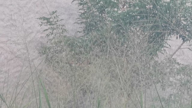 Scaly-breasted Munia - ML641008783