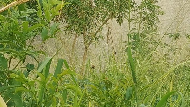Scaly-breasted Munia - ML641008784