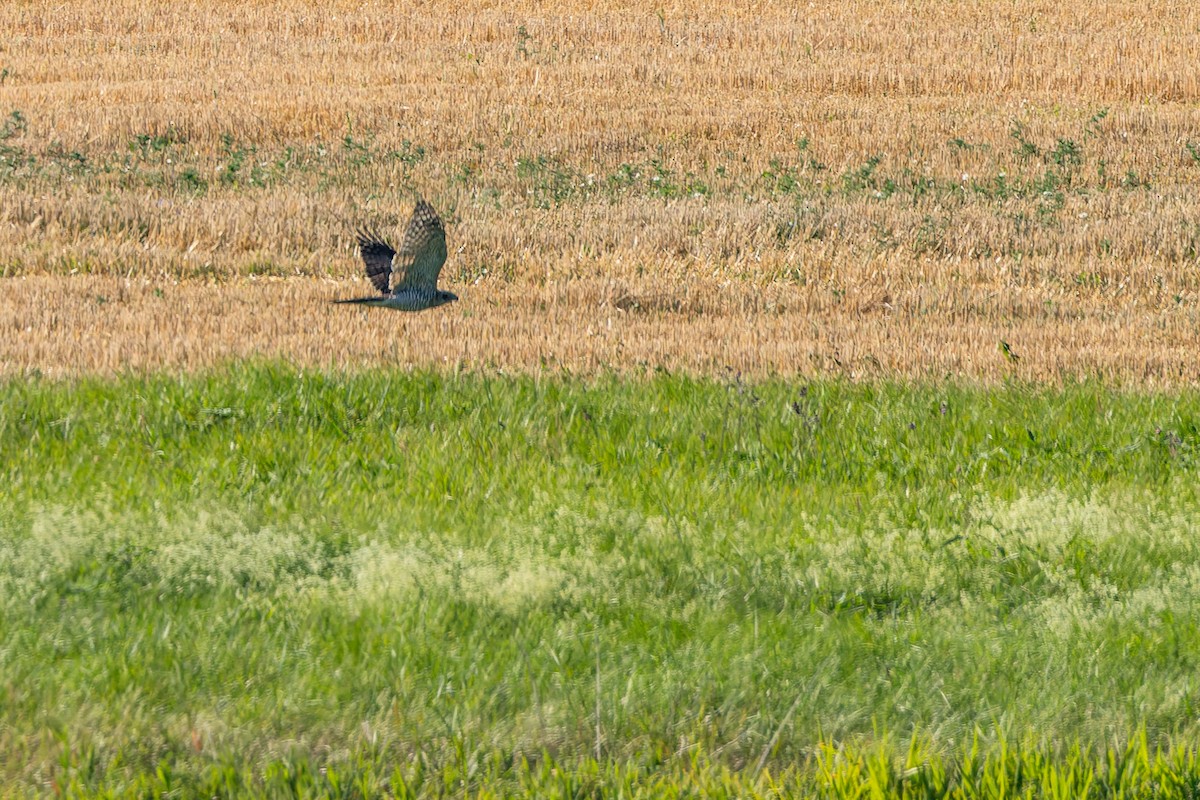 Eurasian Goshawk - ML641008821