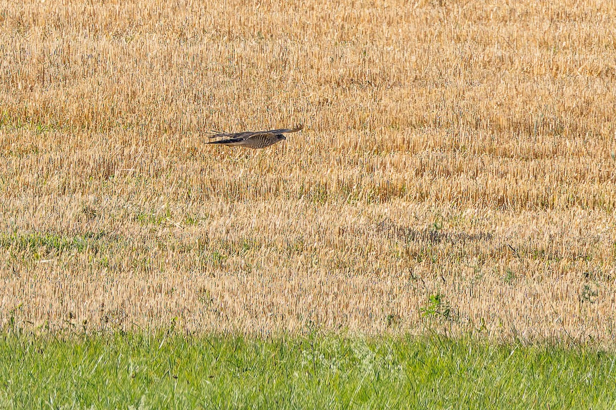 Eurasian Goshawk - ML641008828