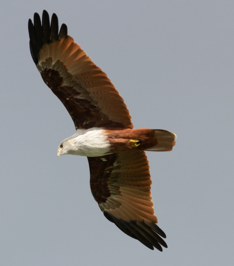 Brahminy Kite - ML641008877