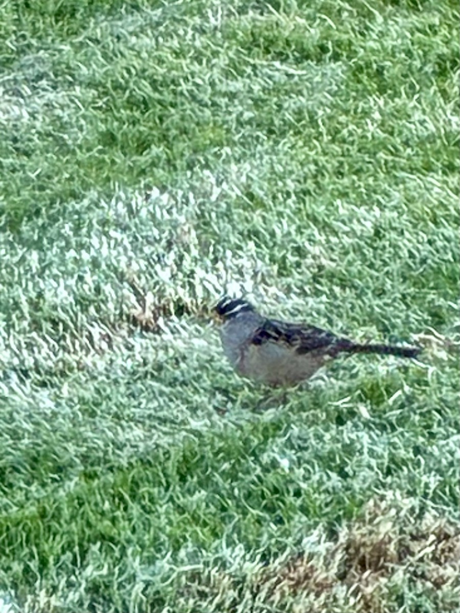 White-crowned Sparrow - ML641008878