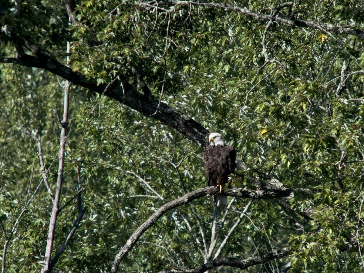 Bald Eagle - ML641008921