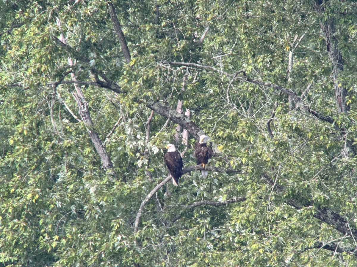 Bald Eagle - ML641008923