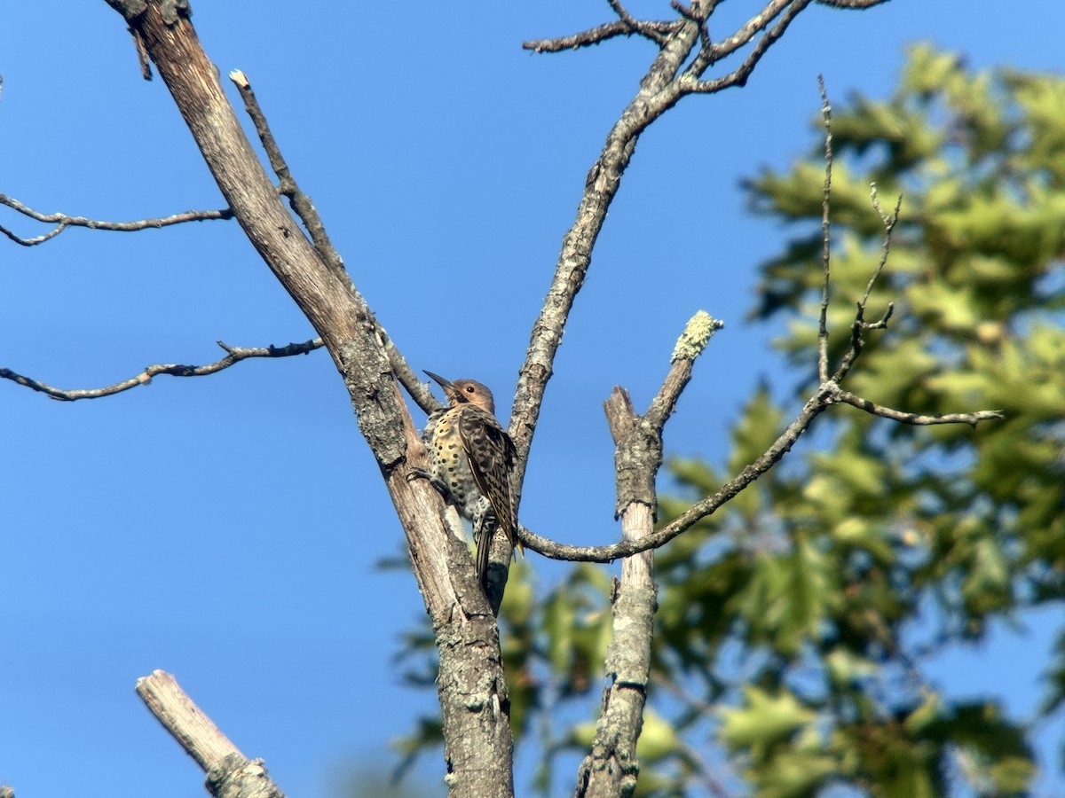 Northern Flicker - ML641008926