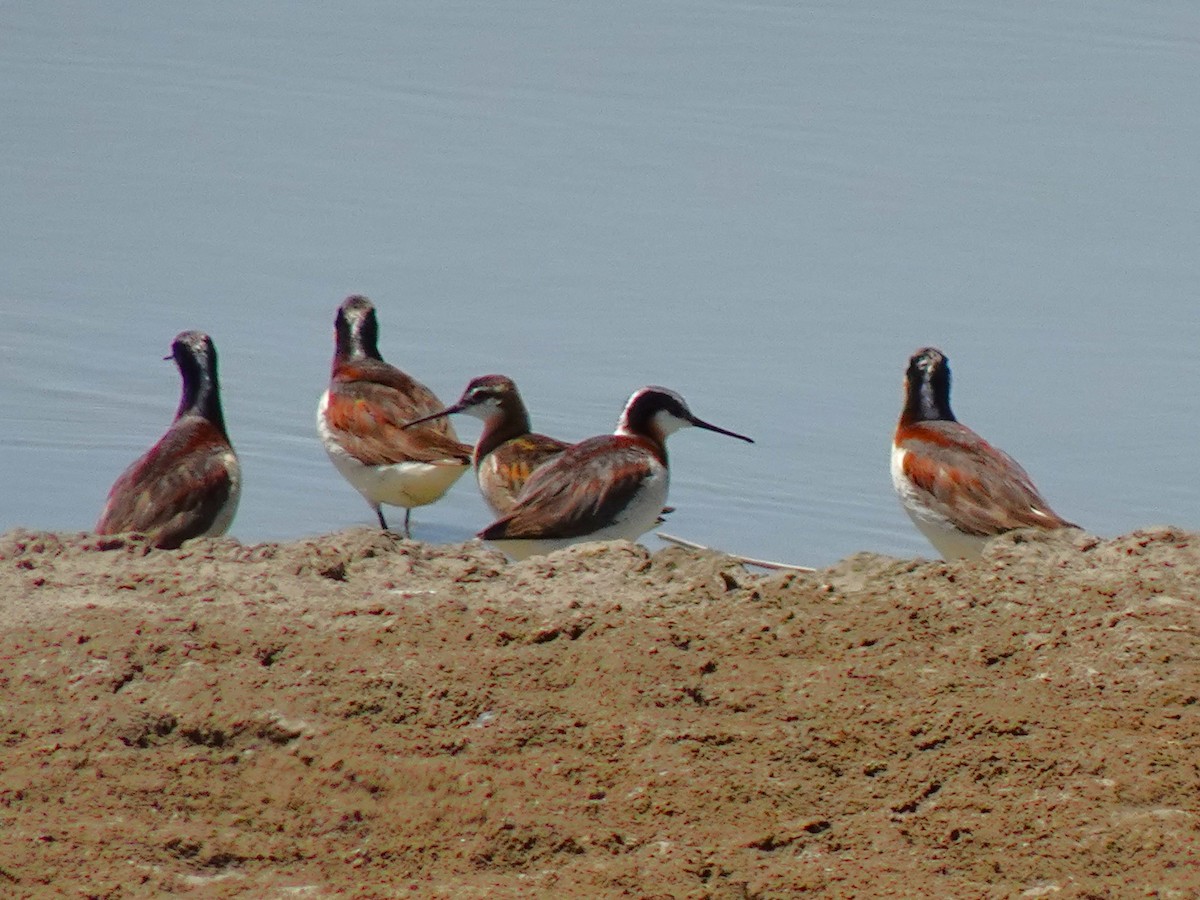 Wilson's Phalarope - ML641008935