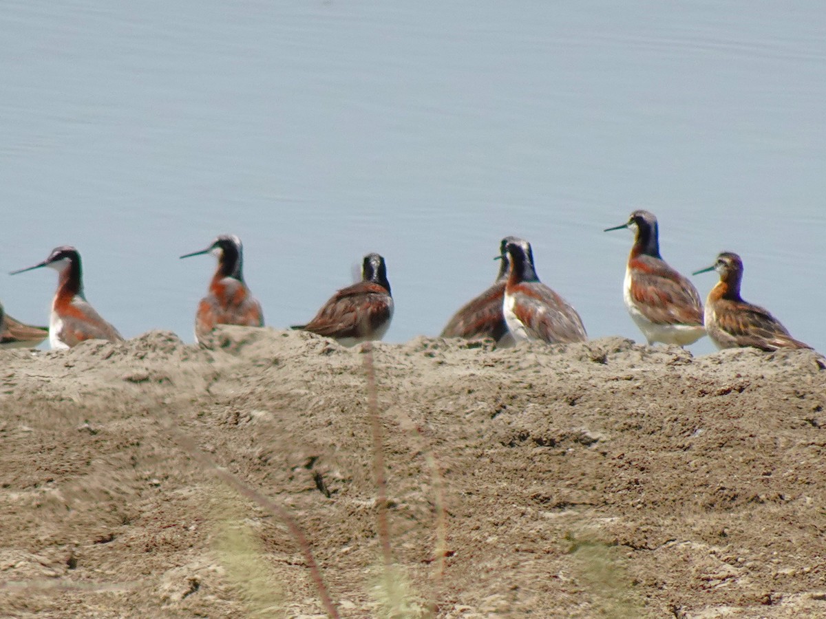 Wilson's Phalarope - ML641008937