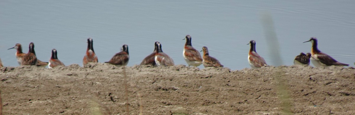 Wilson's Phalarope - ML641008939