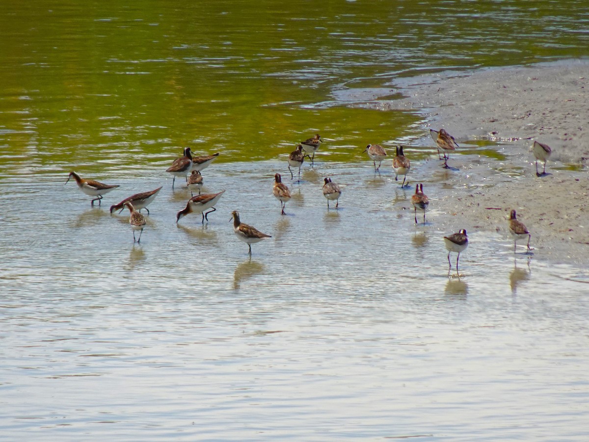 Wilson's Phalarope - ML641008940