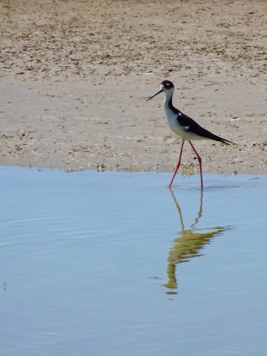 Black-necked Stilt - ML641008968