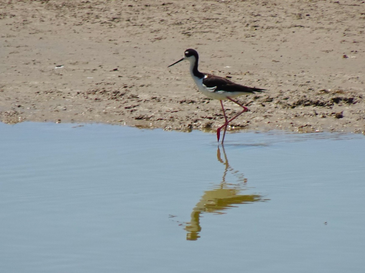 Black-necked Stilt - ML641008969