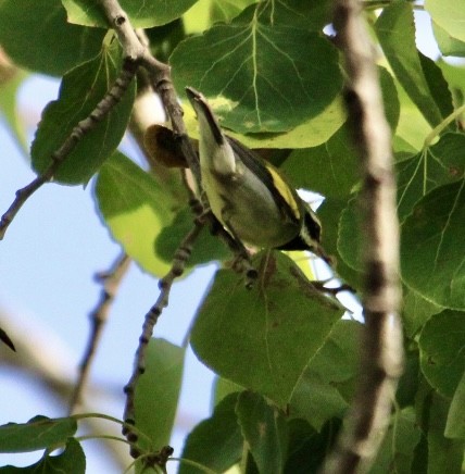 Golden-winged Warbler - ML641008971