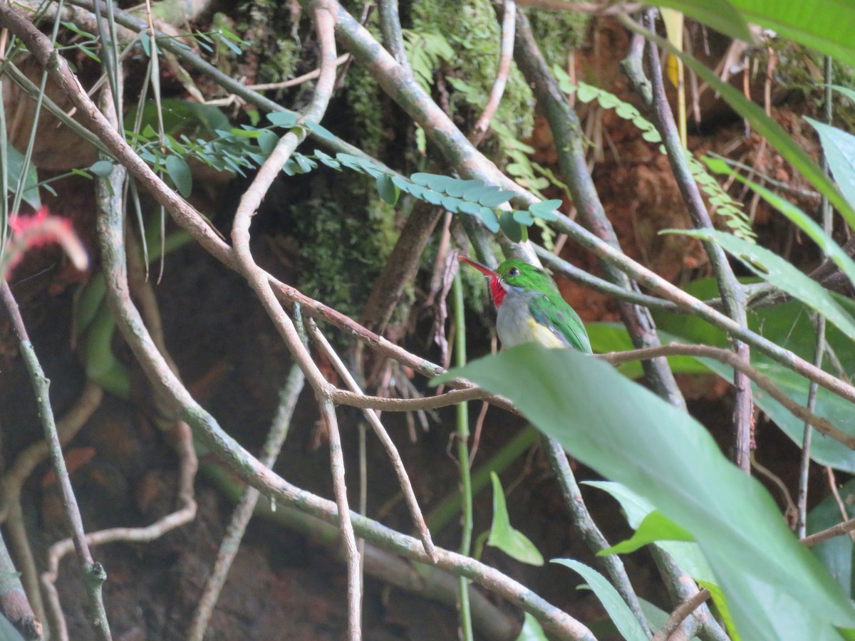 Puerto Rican Tody - ML641009031