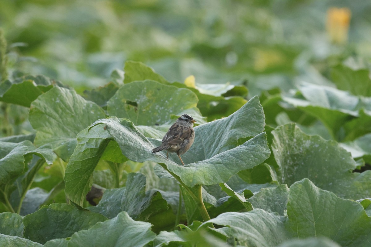 White-crowned Sparrow - ML641009033
