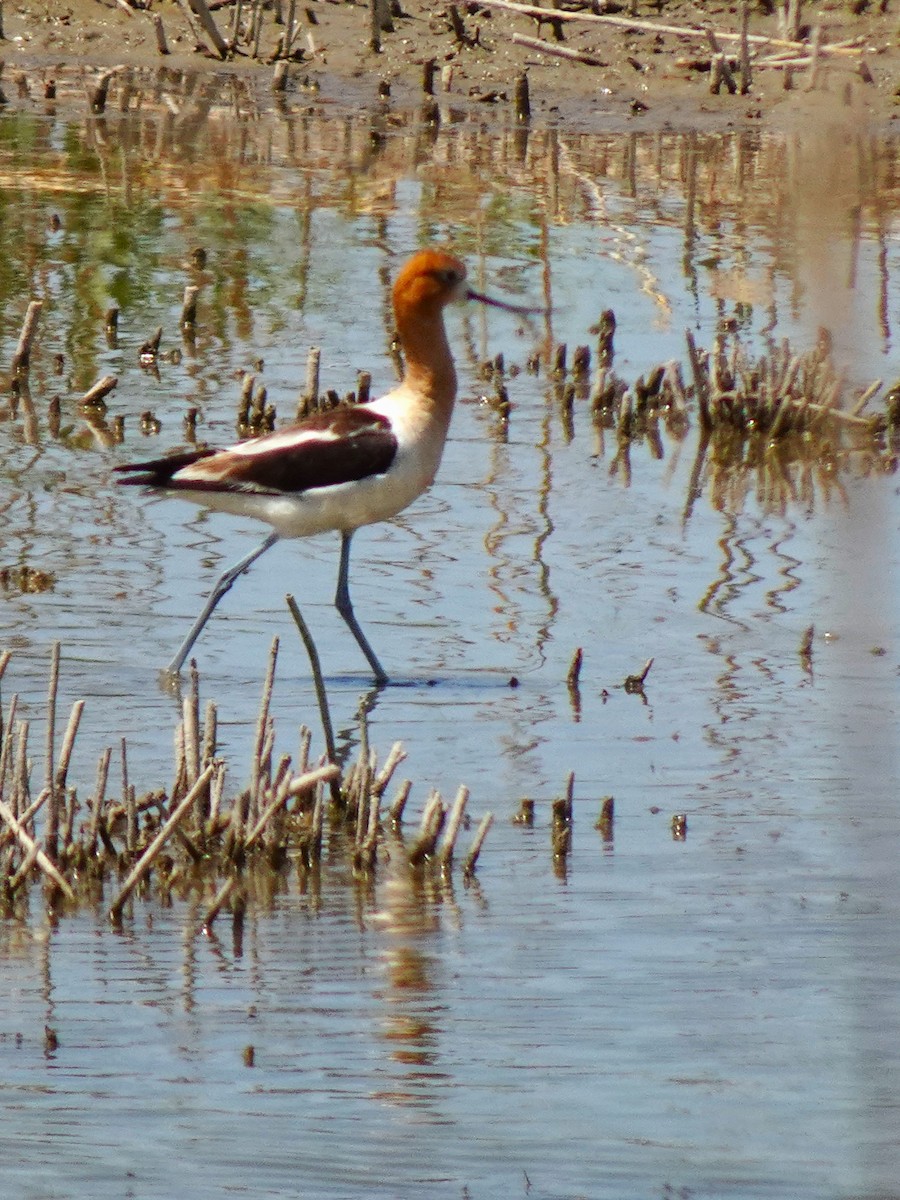 American Avocet - ML641009035
