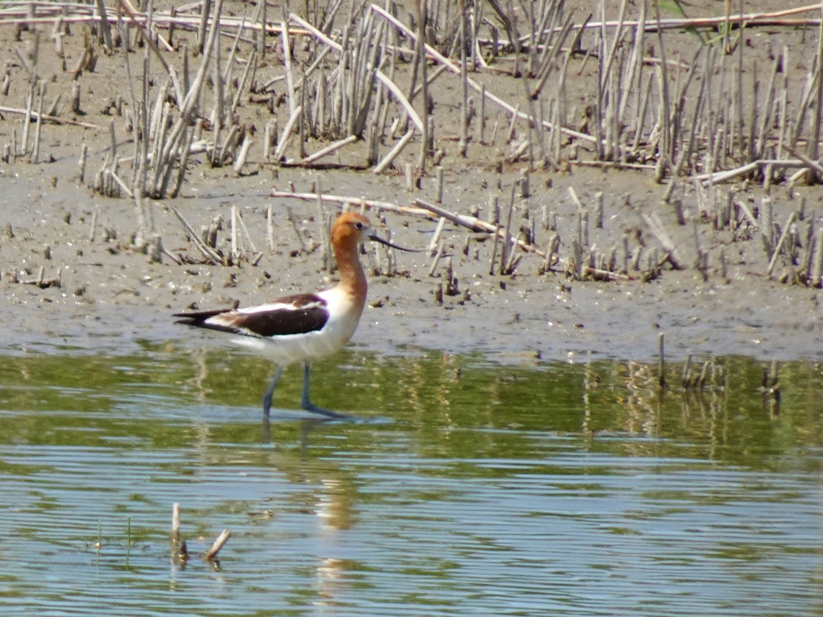 American Avocet - ML641009038