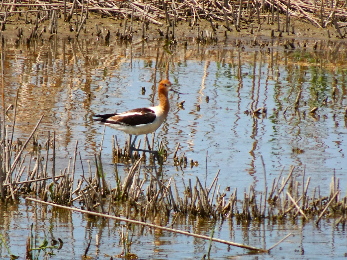 American Avocet - ML641009039