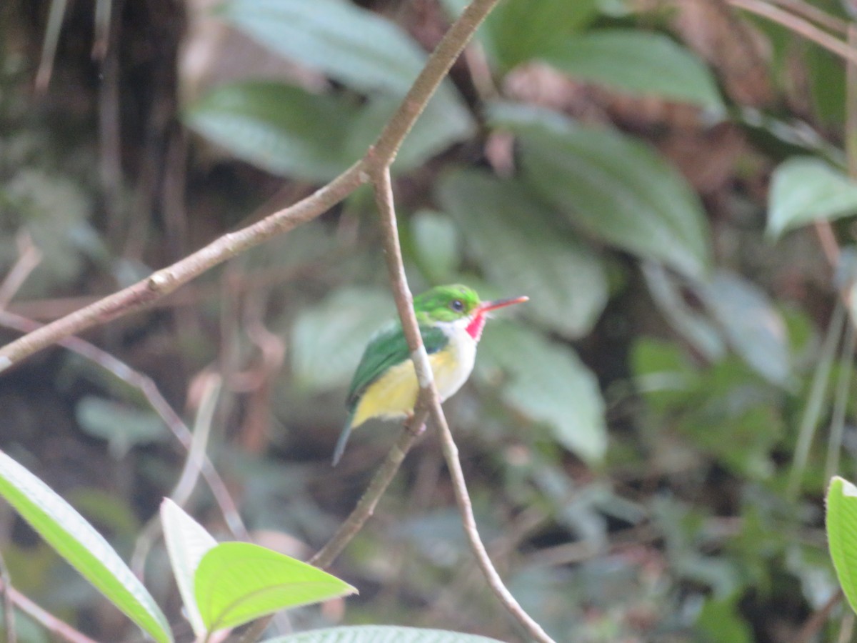 Puerto Rican Tody - ML641009043
