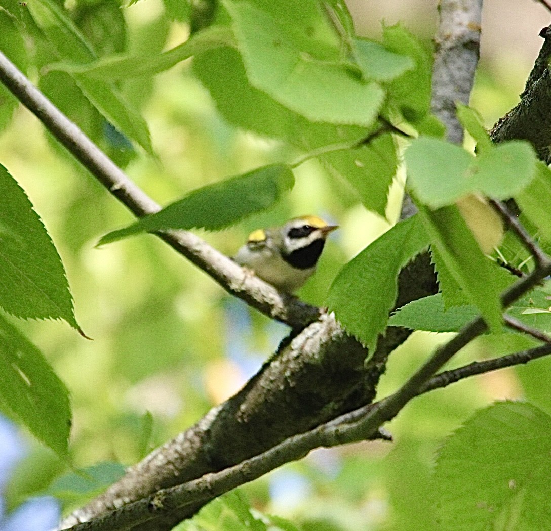 Golden-winged Warbler - ML641009046
