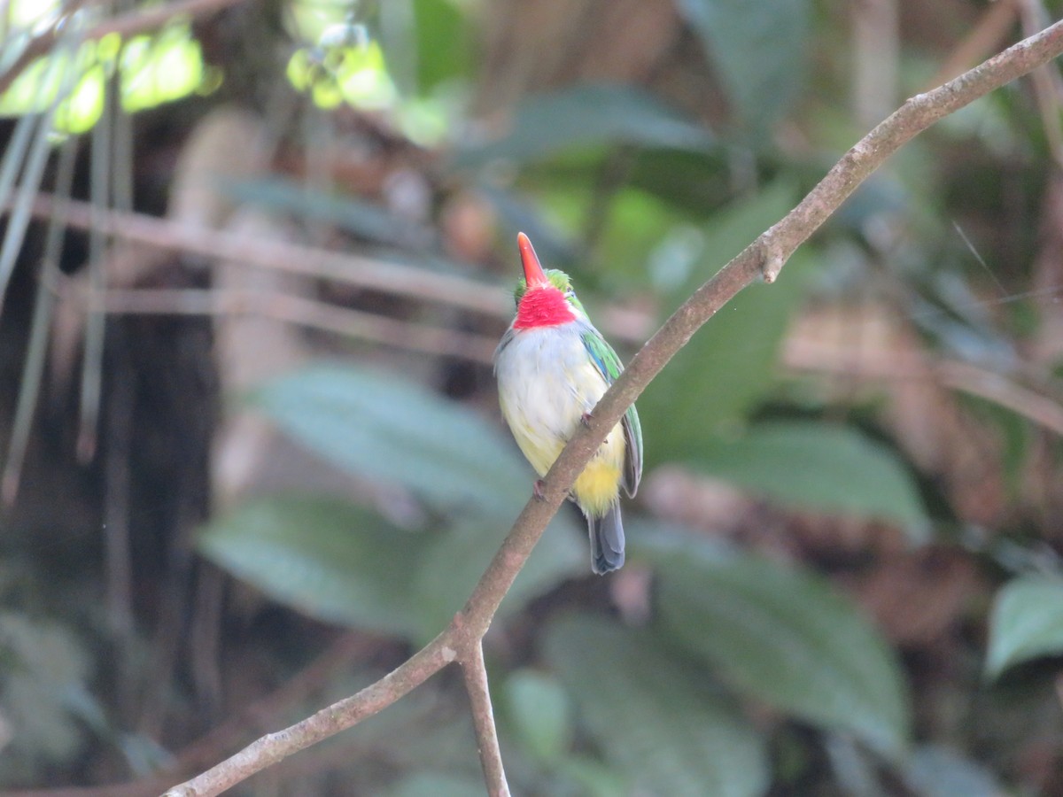 Puerto Rican Tody - ML641009047