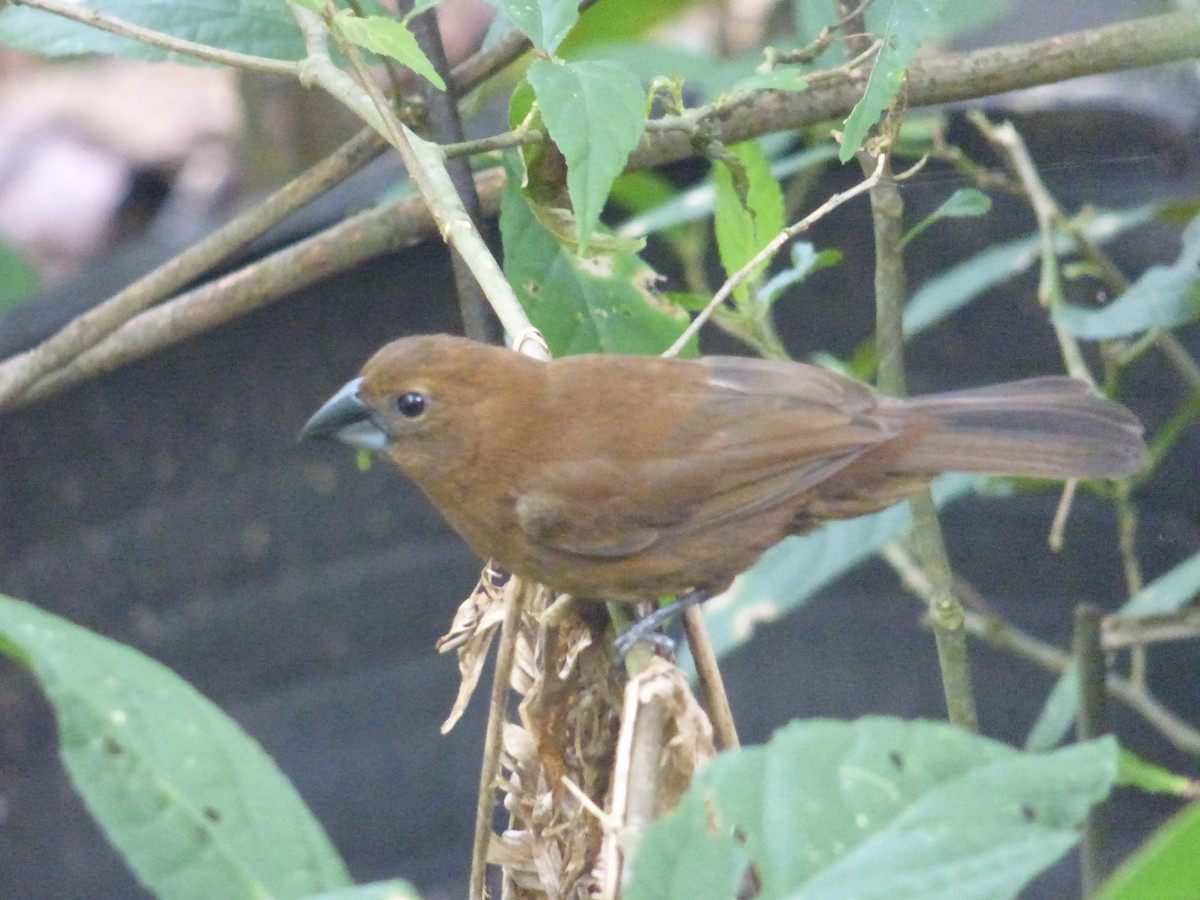 Blue-black Grosbeak - ML641009048