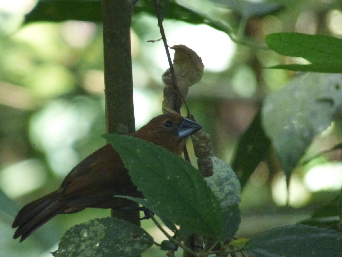 Blue-black Grosbeak - ML641009049