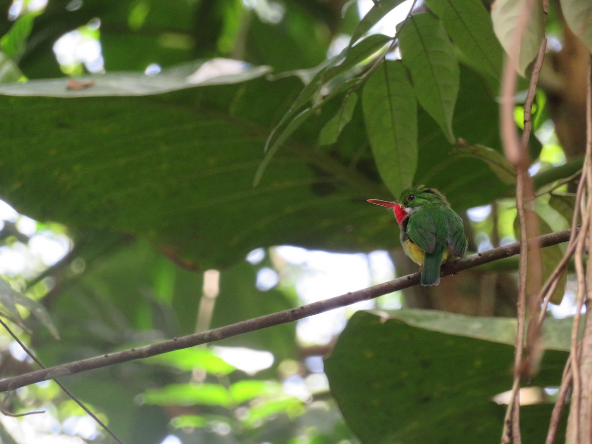Puerto Rican Tody - ML641009056
