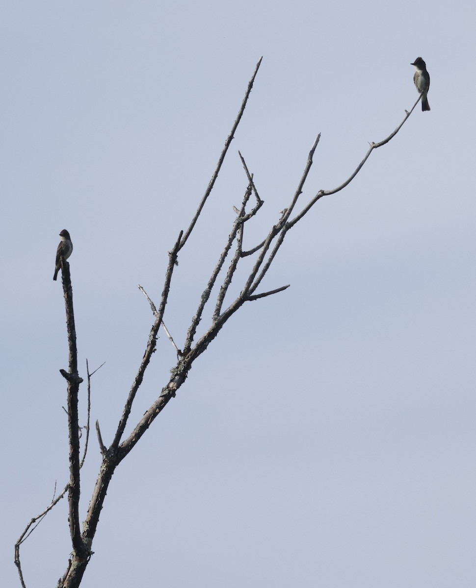 Olive-sided Flycatcher - ML641009073