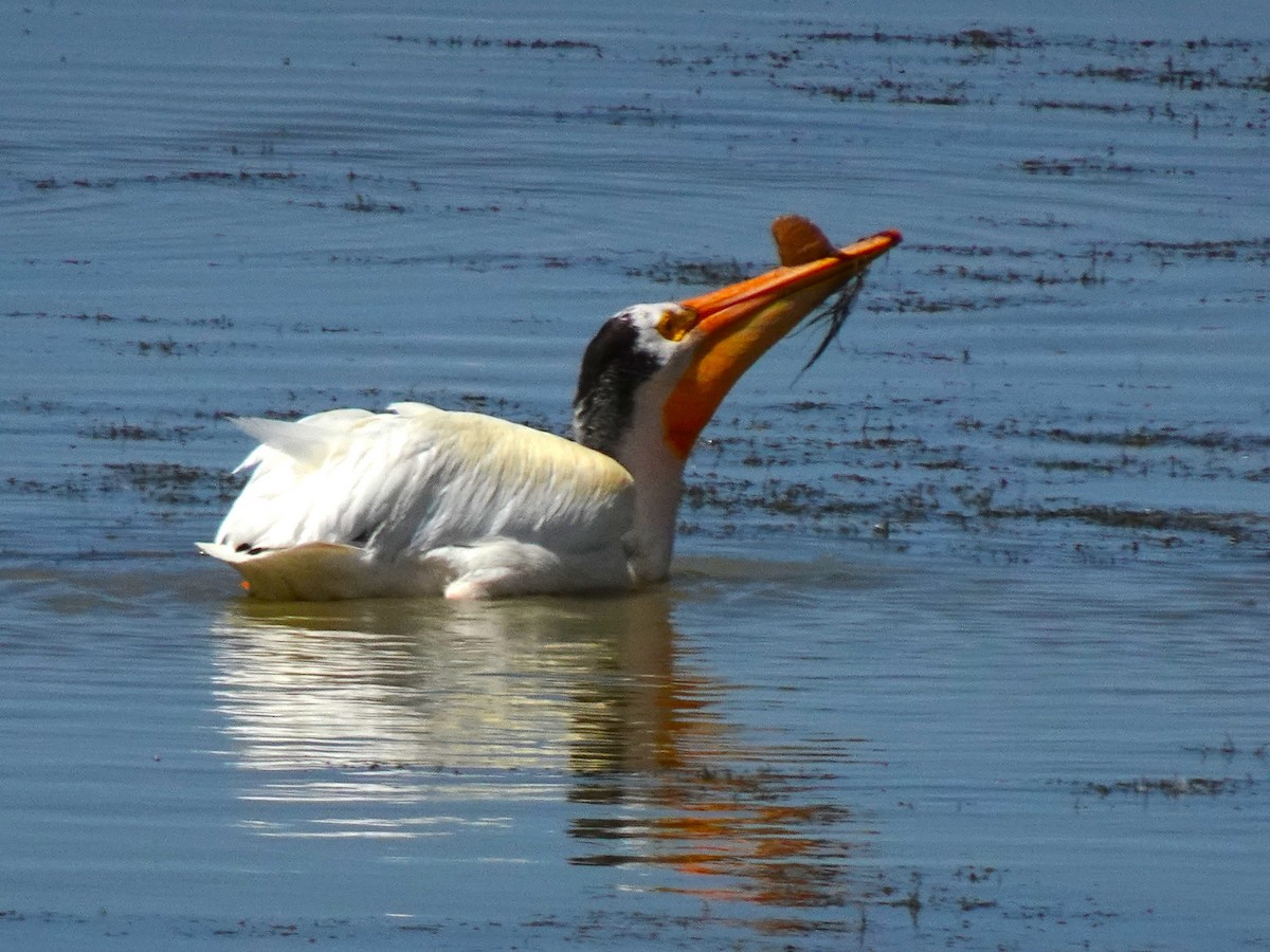 American White Pelican - ML641009127