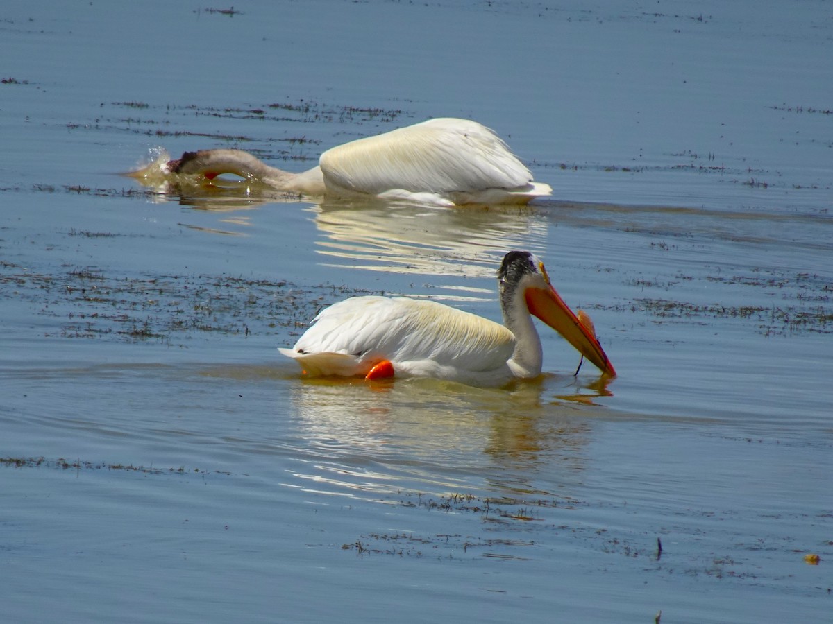 American White Pelican - ML641009128