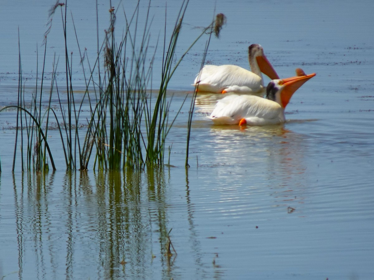 American White Pelican - ML641009129