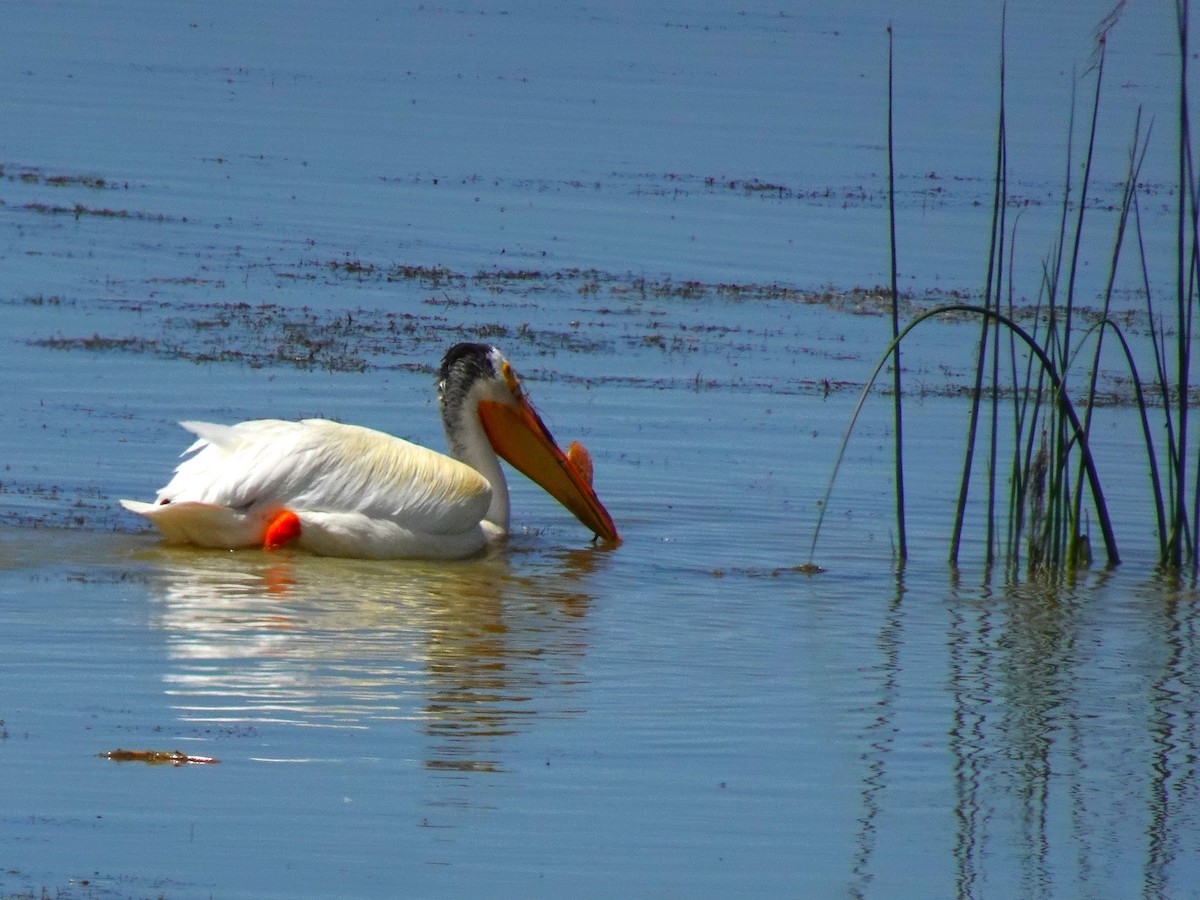 American White Pelican - ML641009130