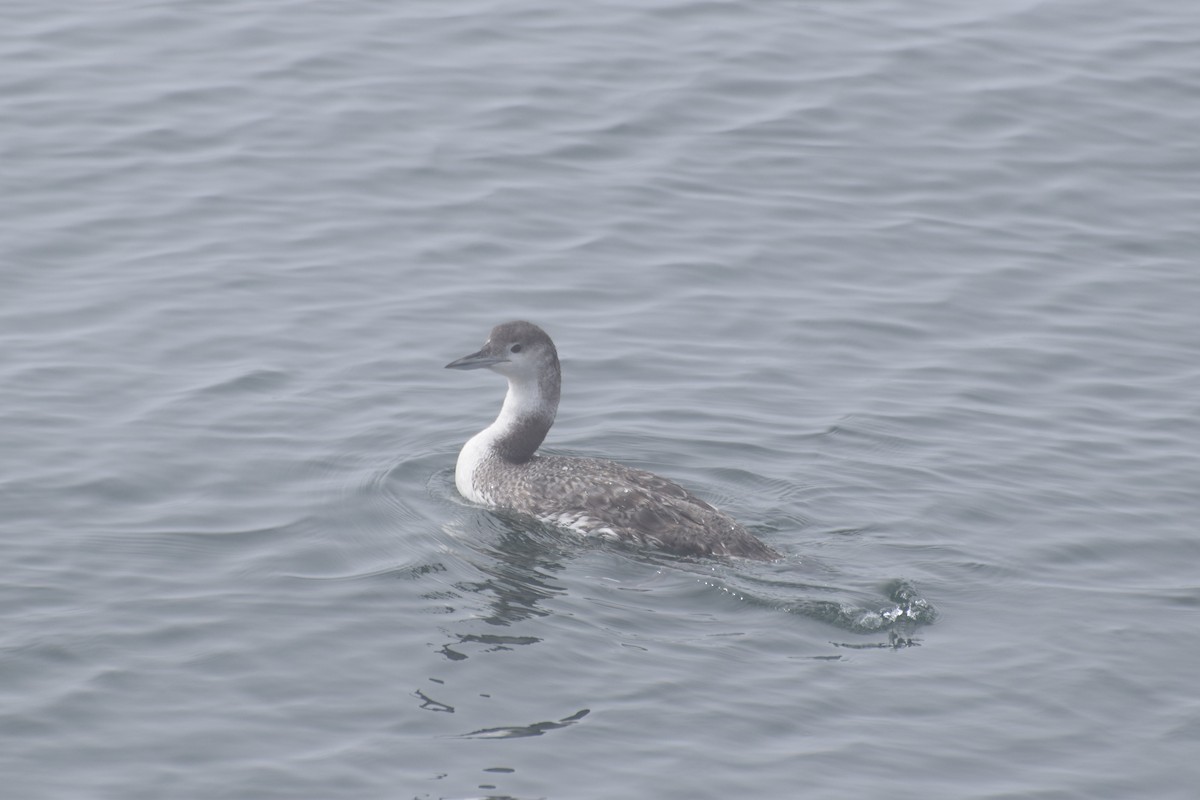 Common Loon - ML641009154