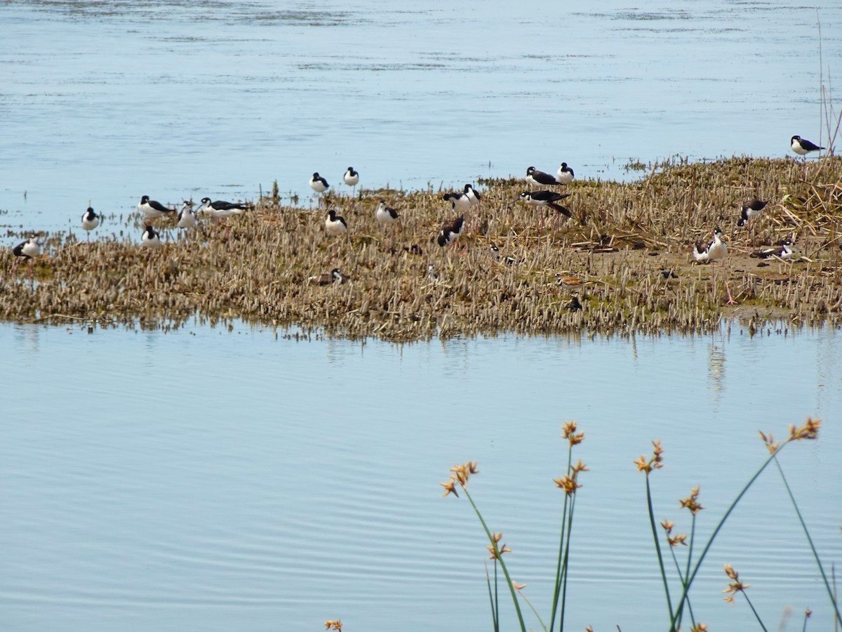 Black-necked Stilt - ML641009180