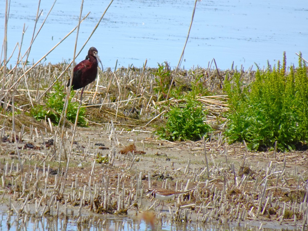 White-faced Ibis - ML641009237