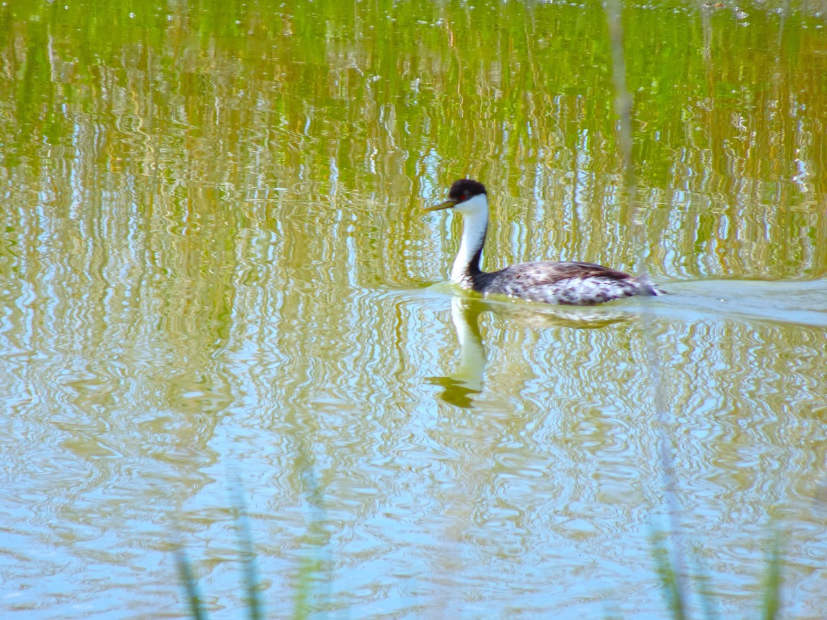 Western Grebe - ML641009258