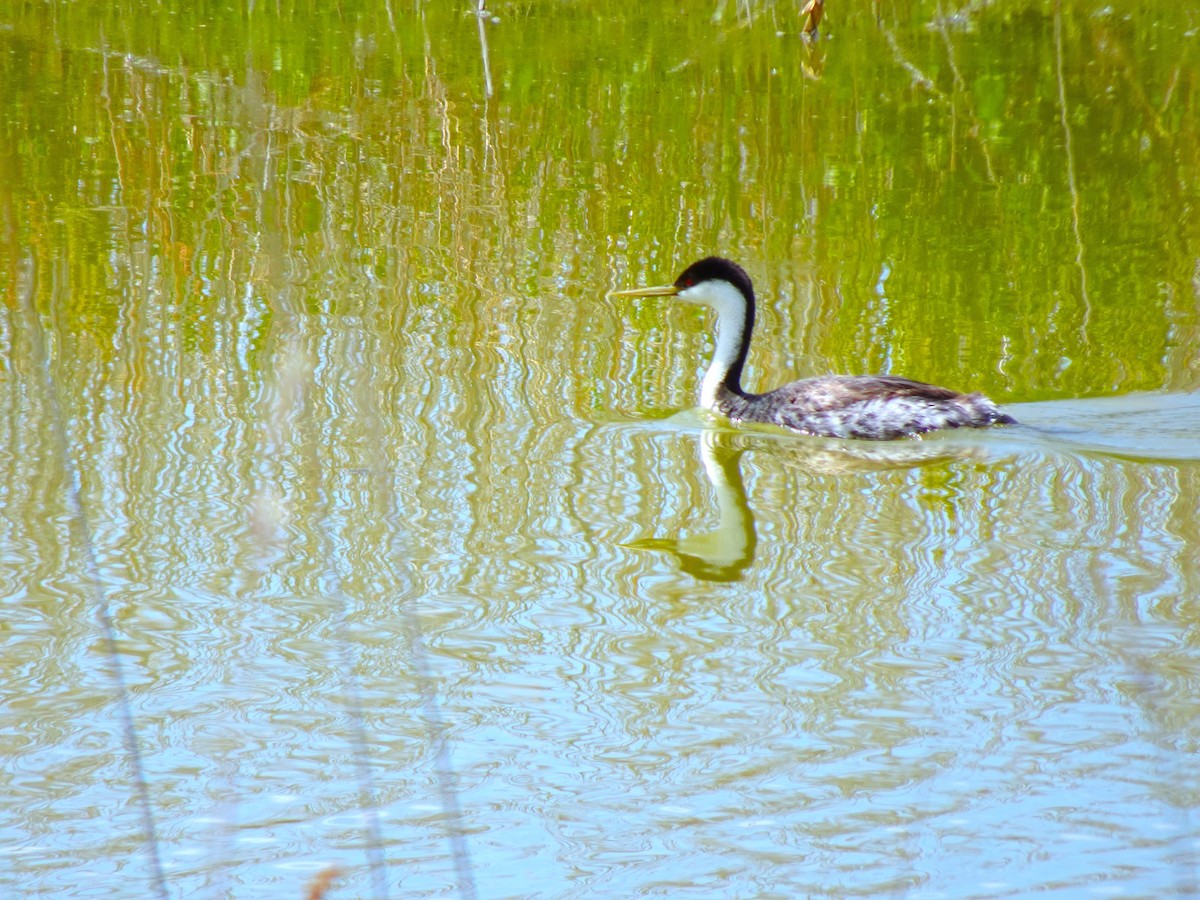 Western Grebe - ML641009259