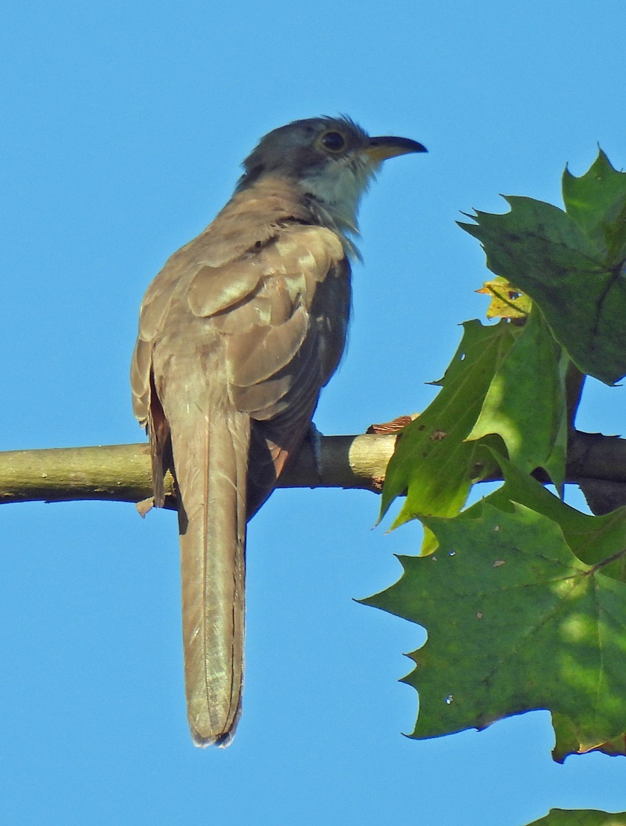 Yellow-billed Cuckoo - ML641009264