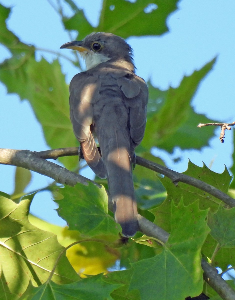 Yellow-billed Cuckoo - ML641009265