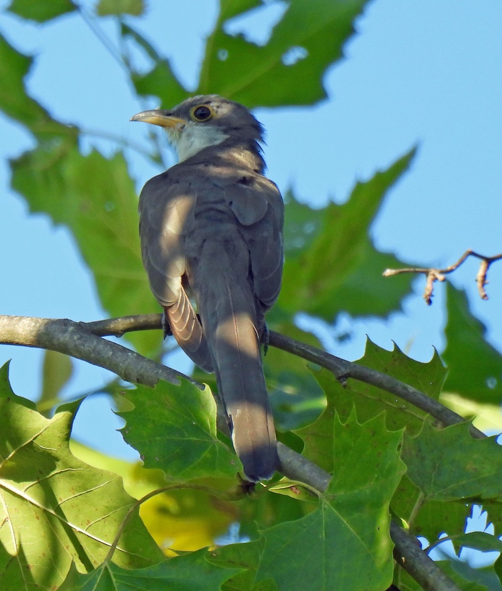 Yellow-billed Cuckoo - ML641009266