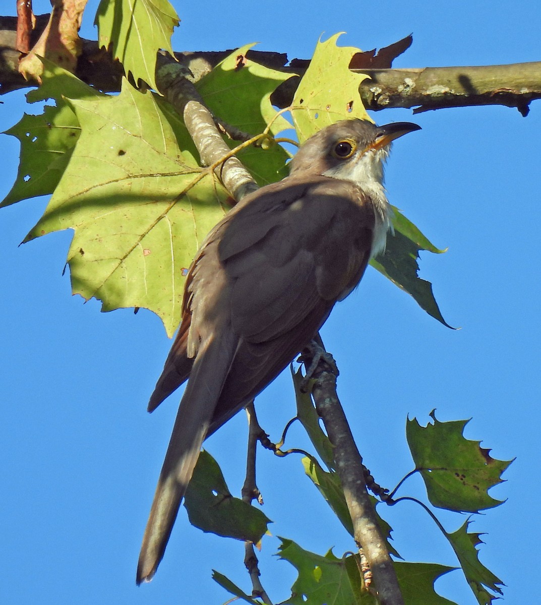 Yellow-billed Cuckoo - ML641009267