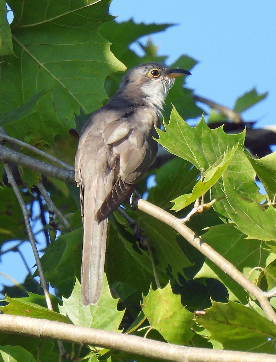 Yellow-billed Cuckoo - ML641009268