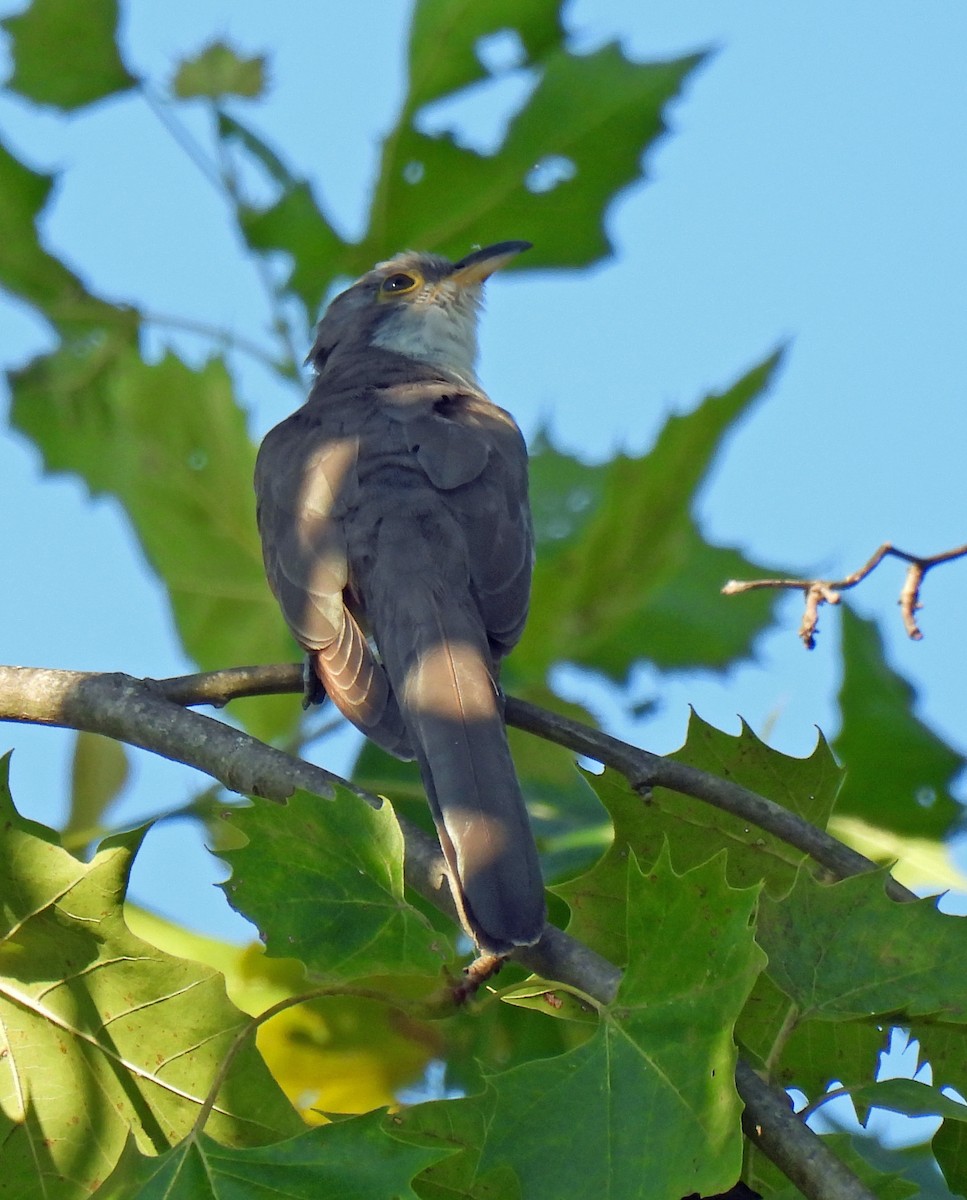 Yellow-billed Cuckoo - ML641009269