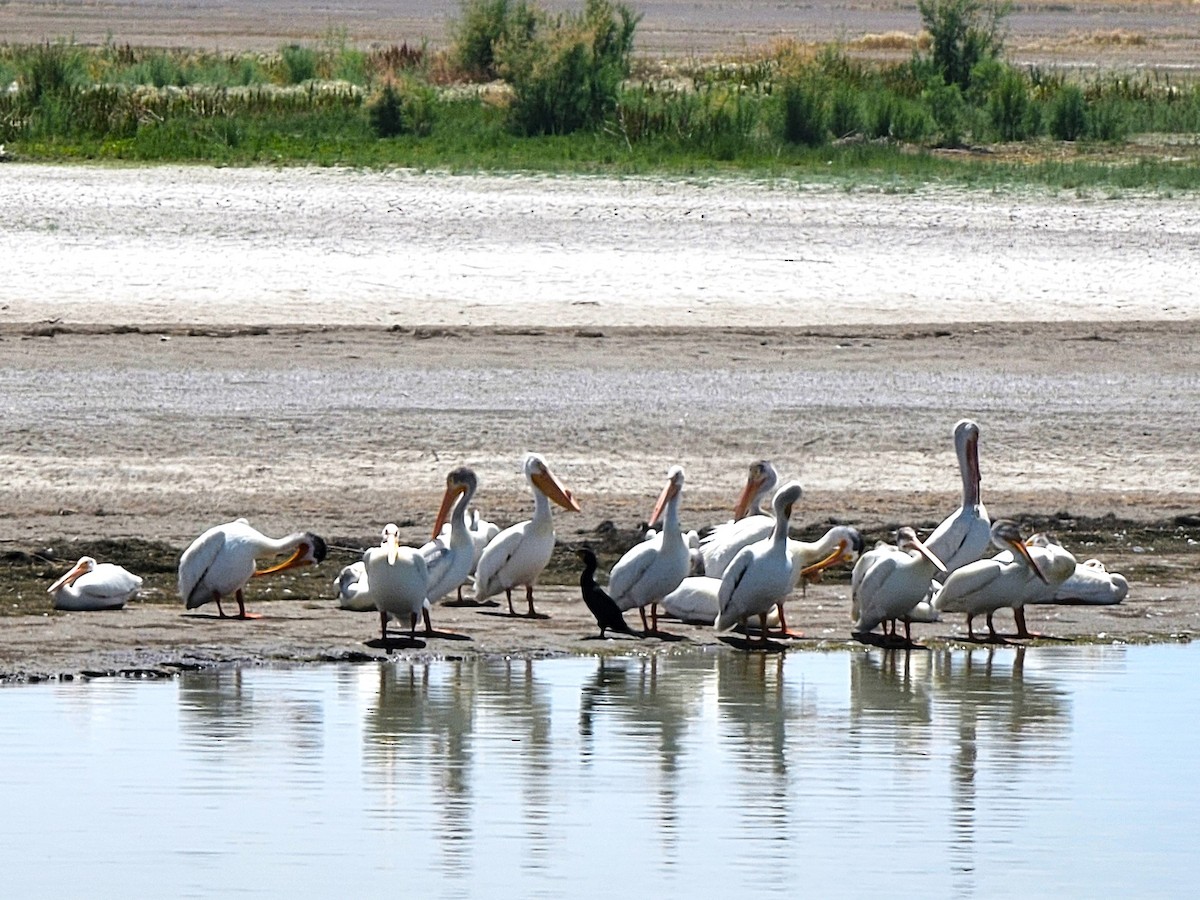 American White Pelican - ML641009291