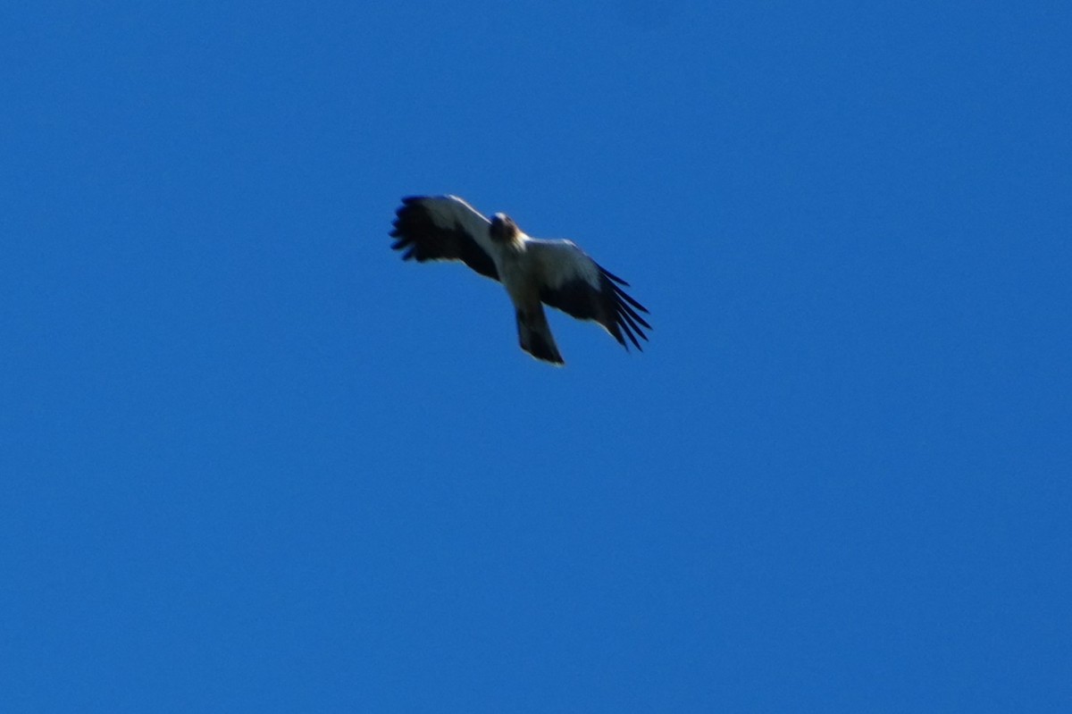 靴隼鵰 - ML641009317