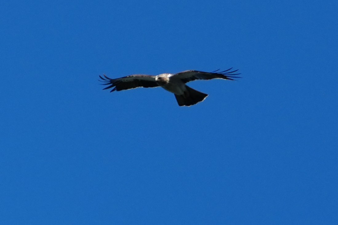 靴隼鵰 - ML641009318