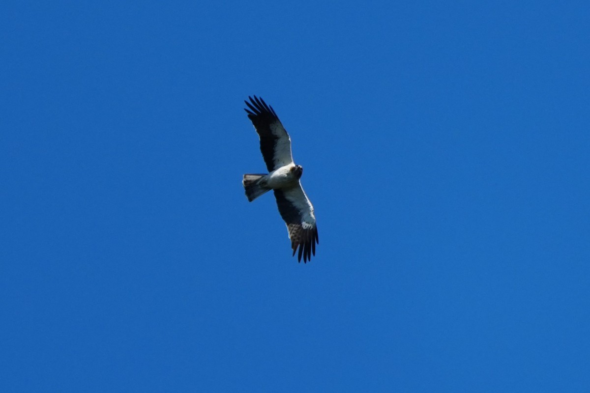 靴隼鵰 - ML641009319