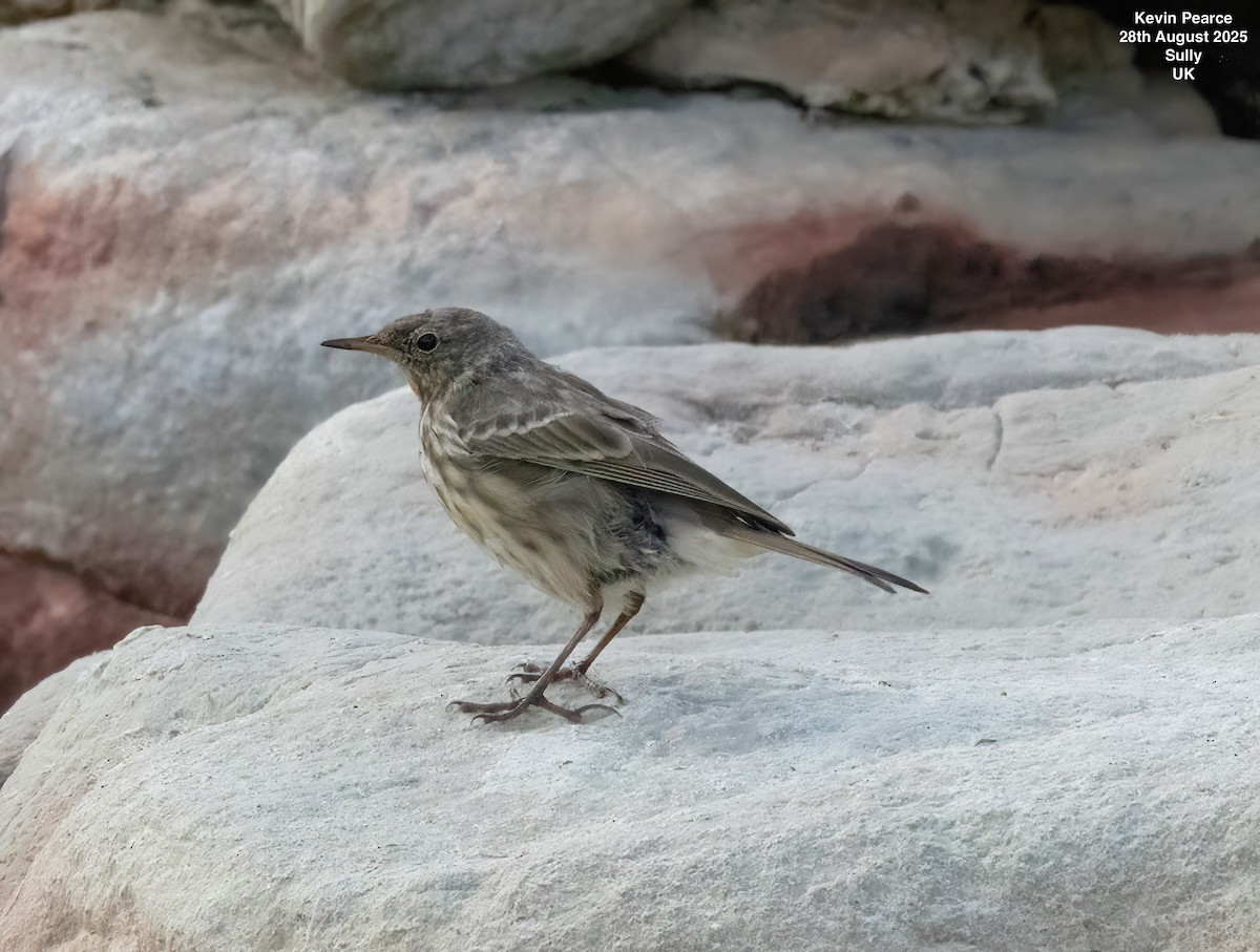 Rock Pipit - ML641009371