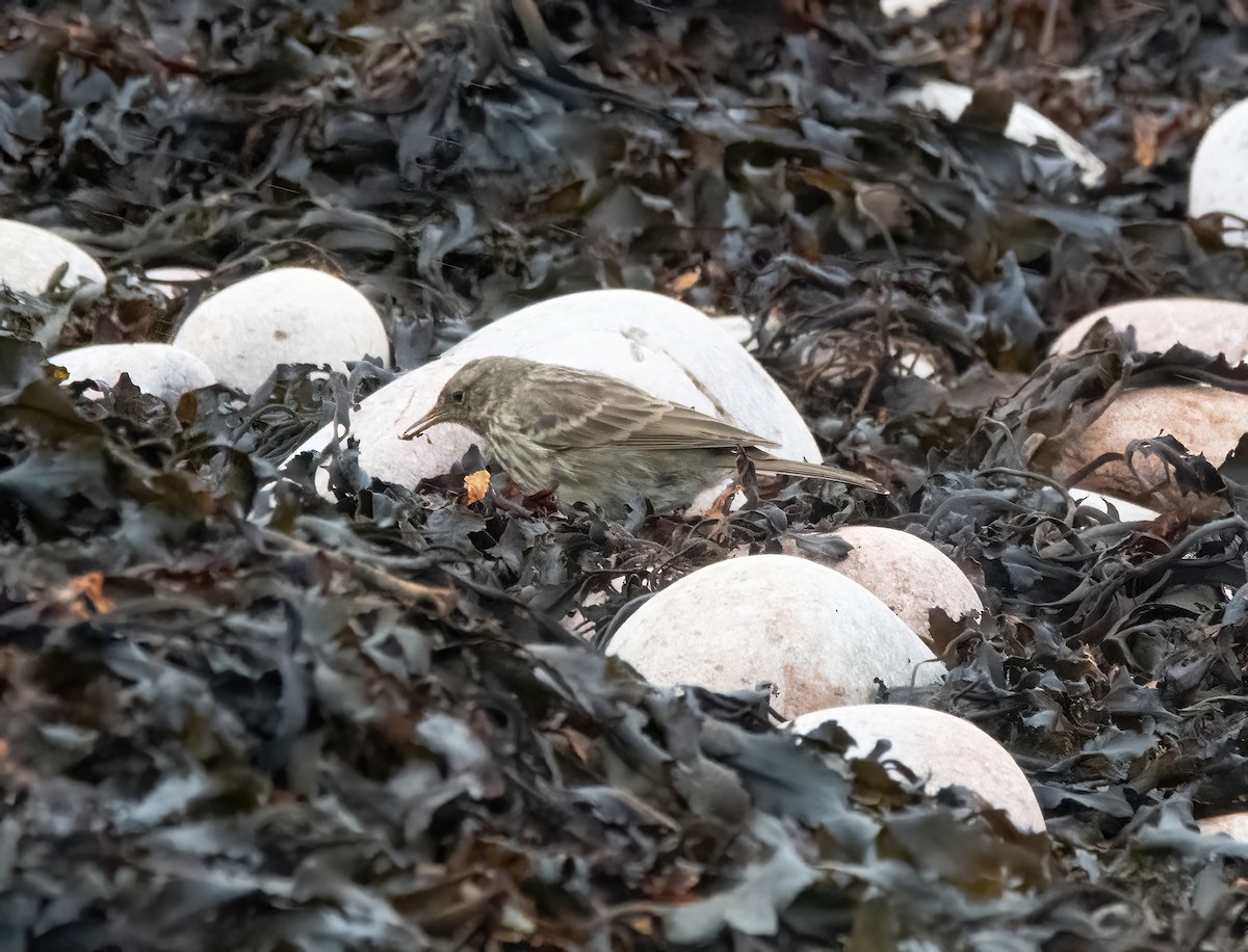 Rock Pipit - ML641009372