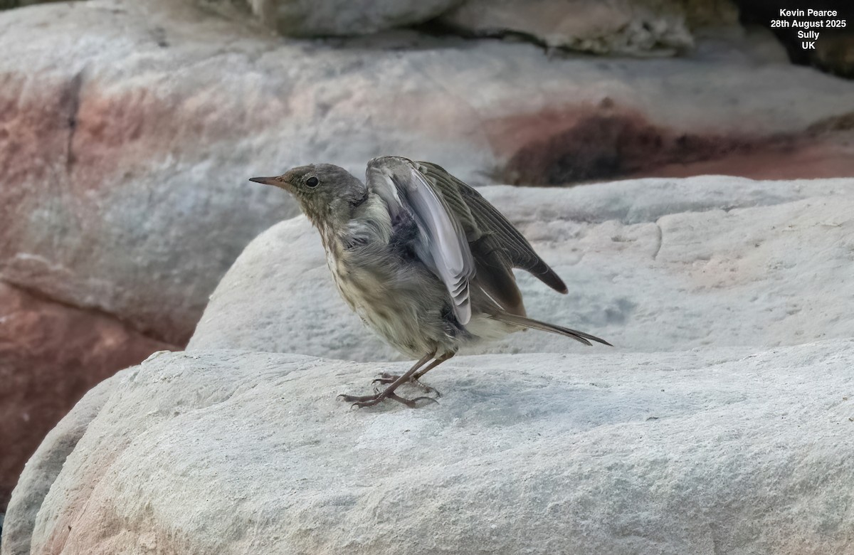 Rock Pipit - ML641009373